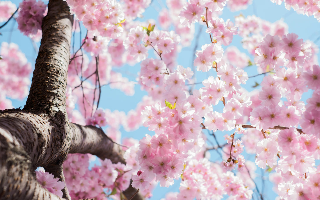 Refresh and Renew: Spring Self-Care Routine. - TageUnlimited Beauty
